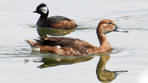 Aves en la Laguna Alalay. Los Tiempos