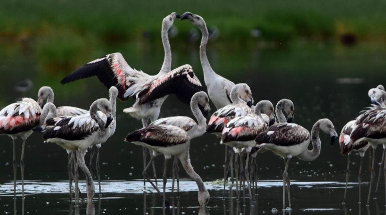 Flamencos en la laguna de Quenamari